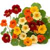 Generico Semi Nasturzio Nano Doppio in Miscuglio | Fiori Colorati Compatti | Ideale per Balcone e Giardino | Fioritura Abbondante | Facile da Coltivare | Attira Api e Farfalle