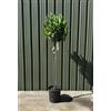 Vivaio di Castelletto Alloro Laurus nobilis pianta aromatica sempreverde ad alberello in vaso ø20 cm h. 150 cm circa Vivaio di Castelletto