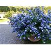 Generic Plumbago Auriculata Cape Leadwort 5 semi freschi