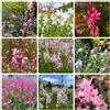 Generic Semi di Gaura lindheimeri, da giardino roccioso resistenti perenni rare giardino 500pcs