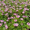 Generic semi di verbena tappeto strisciante Giardino sul balcone, di d'appartamento, verbena tappeto, Giardino 125pcs