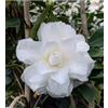 Vivaio Garden Forest Camelia Japonica Purity - Pianta Ornamentale con Fiori Bianchi, Camelia Sempreverde da Giardino e Terrazzo, Vaso 18 cm H 90 cm
