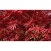 Vivaio di Castelletto Acero Rosso Giapponese Acero Palmatum Suminagashi pianta in vaso ø20 cm Vivaio di Castelletto
