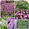 Generic Semi di timo serpillo, timo tappeto, resistenti all'esterno miscela di semi per giunti pavimentazione decorazione da giardino per esterni esotiche, giardino rare 200pcs