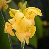 VNGMXF Canna Rhizome, perfetto per interni ed esterni, resistente alla siccità, gioco di colori unico, multicolore ad alto rendimento, resistente all'inverno, 1 cipolla