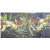 Seeds & Plants Shop by Ipsa Gomphocarpus fruticosus - 10 piante di seta da giardino in cotone B1102 - Seeds Plants Shop Pfullingen Patrik Ipsa