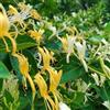 Generic semi di caprifoglio, da giardino sementi biologiche Lonicera japonica, per gli amanti semi di rampicanti perenni 100pcs