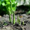 Generic semi di asparagi selvatici giardino interni decorativi Letti elevati per giardino resistenti all'aperto 350pcs