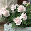 Generic semi di impatiens, vecchie varietà aiuole rialzate da decorazione del balcone giardino, 750pcs