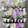 Generic semi di orchidee phalaenopsis - appartamento purificano decorazione giardino campo esterna 500pcs