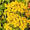 Generic Semi di tanaceto biologici, semi di selvatici regali per gli amanti del giardino semi di perenni da giardino roccioso 600pcs