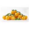 Generico Semi di Pomodoro Ponderosa Giallo 6g | Varietà Antica di Pomodoro Giallo Grande e Carnoso | Semi da Orto Alta Germinazione | Ideali per Orto, Vaso e Balcone | Sementi Ortaggi Facili da Coltivare