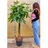 POWERS TO FLOWERS - PACHIRA ACQUATICA, altezza 170cm, pianta vera