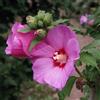 le Georgiche Vivai le Georgiche - Pianta vera di Hibiscus syriacus Woodbridge Ibisco, Rosa di Sharon - vaso Ø 19 cm - altezza alla vendita 30-40 cm
