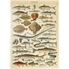 MyPuzzle.com MyPuzzle Pesce Per Tutti, Poster D'epoca, Adolphe Millot - Premium 500 Pezzi Puzzle - MyPuzzle Collezione speciale di Havana Puzzle Company