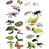 Generico Figurine Del Ciclo Di Vita - Figurine Di Animali Realistiche | Falena Farfalla Tartaruga Lavoratrice Formica Rana, Kit Educativo Ďi Figure Đi Insetti In PP, Set Interattivo D́i Apprendimento Degli Ani