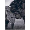 Dvbhd Quadro su Tela Soggiorno Leone e leonessa Love Poster Canvas Art Poster e Wall Art Quadro Print Modern Decorazioni Posters 60x90cm x1 Senza Cornice