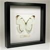 De Museumwinkel.com Morpho Luna - Grande Farfalla Bianca - Vera Farfalla di Tassidermia Montato sotto Vetro in Cornice di Legno Nera Fatta a Mano