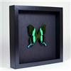 De Museumwinkel.com Papilio blumei - La Coda forcuta Verde - Vera Farfalla di Tassidermia Montato sotto Vetro in Cornice di Legno Nera Elegante Fatta a Mano