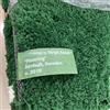 Ourona Tappeto verde erba bagnata tappeto per soggiorno peluche arredamento pavimento tappeto sul comodino finestra baia divano tappetino camera da letto decorazione casa peluche con etichetta, 120 cm x 160