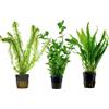 Generico Set 3 Piante Vere Acquario: Hygrophila, Elodea Densa, Microsorium Pteropus - Kit Piante Vive per Pesci d'Acqua Dolce, Facili da Coltivare e Ideali per Principianti in Ogni Acquario