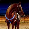SSZYace Pettorale regolabile a LED per cavallo, in nylon, con luce lampeggiante notturna, equipaggiamento di sicurezza equestre con 3 modalità di illuminazione e ricaricabile tramite USB (blu)