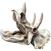 Garneck Decorazione per Acquario Ossa di Dinosauro in Resina Nascondiglio per Animali Acquatici e Rettili, Ornamento Acquario per Soggiorno e Ufficio Desktop