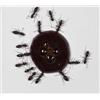 AntHouse 10ml Ameisen-Nektar - Protein Syrup for Queens Ants And Ants Colony