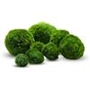 Mossball shop Cladophora aegagropila linneiae muschio per acquario, piante acquatiche, acquari, muschio, decorazione per acquari, piante vere, palline di muschio marimo, 1-3 cm, 15 pezzi + 1 gratis