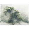 murando - Carta da parati Foresta nella nebbia 350x256 cm Fotomurali in TNT Murale alla moda Decorazione da Muro XXL Poster Gigante Design Carta per Pareti Soggiorno Natura Albero b-B-0486-a-a