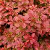 le Georgiche Vivai le Georgiche - Pianta vera di Berberis thunbergii Admiration Berberis thunbergii f. atropurpurea 'Admiration' Crespino giapponese 'Admiration' - vaso Ø 19 cm - altezza alla vendita 15-20 cm