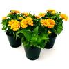 POWERS TO FLOWERS - ZINNIA ARANCIONE, 3 PIANTE VASO 13CM, pianta vera