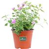 eGarden.store Pianta di Lantana Sellowiana pianta da esterno pianta da fiore di Lantana Sellowiana pianta ornamentale pianta vera di Lantana venduta da eGarden.store (Viola)