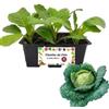P. Piantine da Orto| Verza Precoce, Pianta da Orto o Balcone Pronta al Trapianto, Kit da 6 Piantine, Pianta Vera da Esterno, Vivaio Italiano
