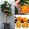 SAVINI VIVAI L'ARTE DI FARE NATURA SAVINI VIVAI Pianta di Arancio Albero di Agrumi Arancio Dolce a Polpa Gialla Washington Navel in Vaso da 35 cm Altezza 150-180 cm 6-7 Anni di innesto Made Italy
