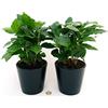 POWERS TO FLOWERS - PIANTA DEL CAFFE' DA FRUTTO, COFFEA ARABICA, IN VASO 12CM, 2 PIANTE, piante vere