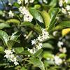 Vivaio di Castelletto Osmanto Osmanthus aquifolium pianta da siepe sempreverde in vaso ø19 cm h 80/100 cm FOTO REALI Vivaio di Castelletto
