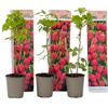 Plant in a Box - Rubus ideaus 'Autumn Bliss' - Lampone - Piante da frutto - resistenti - Set di 3 - Vaso 9cm - Altezza 25-40cm