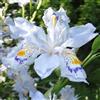 Generic Verlust Förderung! 50 Pz/borsa 24 coloriJapanese Iris Japonica-Blumensamen, weiße Iris Orchidee Samen Japanische Seltene Blumen-Pflanze, Garten Heim Bonsai