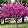Generic 20 Halbkalifornien Albero di Giuda (Cercis occidentalis)
