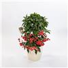 le Georgiche Vivai le Georgiche - Pianta vera di Ardisia crenata Bospremium Red Ardisia crenata 'Queen Star' Bacca di Natale, Ardisia di corallo - vaso Ø 14 cm - altezza alla vendita 20-30 cm