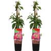 Bloomique - Set di 2 - Parthenocissus quinquefolia 'Engelmannii' - Vite americana - Rampicante - Resistente al freddo - Alte 50-70 cm - Vaso 15 cm