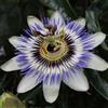 Bloomique - Set di 2 - Passiflora caerulea - Fiore della passione - Blu e bianco - Rampicante - Pianta da giardino - Resistente al freddo - Alta 50-70 cm - Vaso da 15 cm