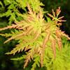 GardenersDream Acer palmatum Seiryu | Acero giapponese Piccola pianta da giardino deciduo Arbusto in vaso