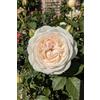 eGarden.store Pianta di Rosa Grandiflora Rampicante pianta di rosa ornamentale fiori grandi vari colori da esterno pianta vera venduta da eGarden.store (Bianco)