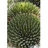 Generic Agave Victoriae Reginae Huasteca Canyon Giant Queen Victoria Agave 5 seeds