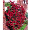 Generic Portal Cool Petunia di trascinamento (Petunia Hybrida Pendula Cascade Cherry) 50 semi (# 1827)