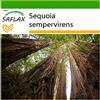 SAFLAX - Sequoia sempreverde - 50 semi - Con substrato - Sequoia sempervirens