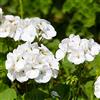 Generic Semi di geranio bianco - Pelargonium