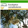 SAFLAX - Eucalipto rosso - 200 semi - Con substrato - Eucalyptus camaldulensis